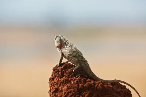 Chameleon Stock-Fotos