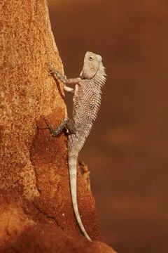 Chameleon Stock-Fotos