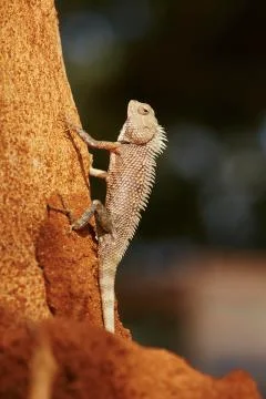 Chameleon Stock-Fotos