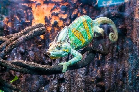 Chameleon Stock Photos