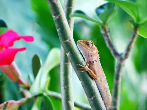 Chameleon Stock Photos