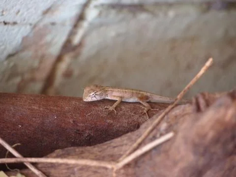 Chameleon Stock Photos
