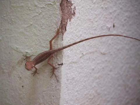 Chameleon Stock Photos