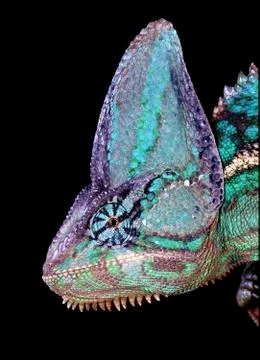Chameleon. Stock Photos