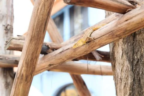 Chameleon Stock Photos