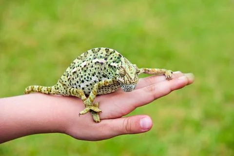Chameleon Stock Photos