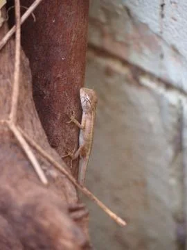 Chameleon Stock Photos