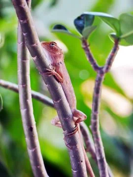 Chameleon Stock Photos