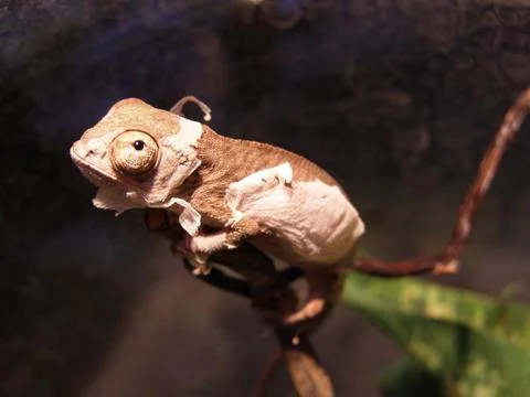 Chameleon Stock Photos