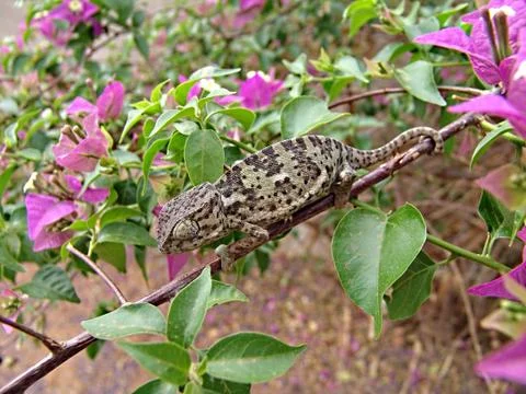 Chameleon Stock Photos