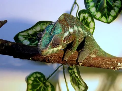 Chameleon Stock Photos
