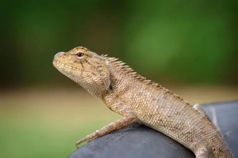Chameleon Stock Photos