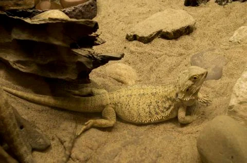 Chameleon Stock Photos