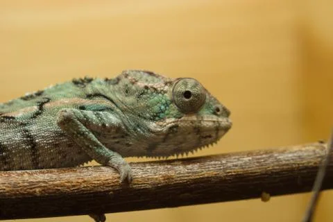 Chameleon Stock Photos