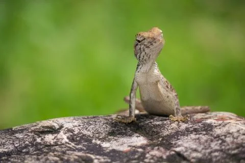 Chameleon Stock Photos
