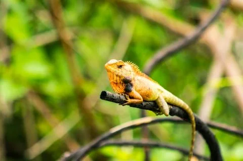 Chameleon Stock Photos