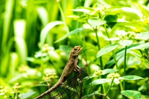 Chameleon Stock Photos