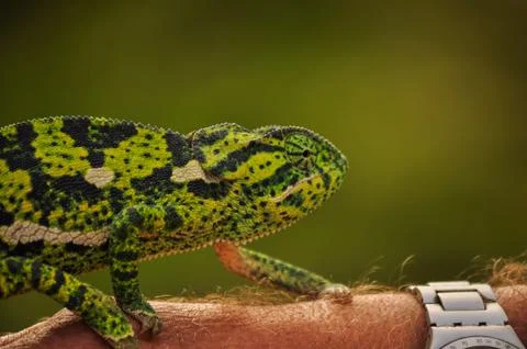 Chameleon Stock Photos