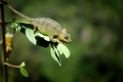 Chameleon Stock-Fotos