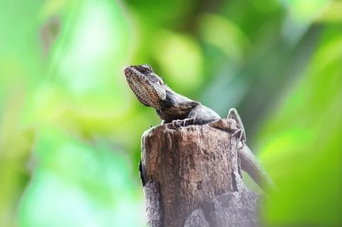 Chameleon Stock Photos