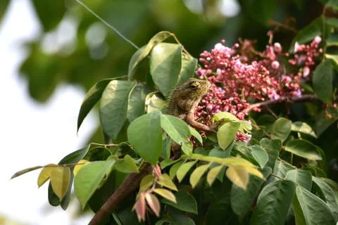 Chameleon Stock Photos