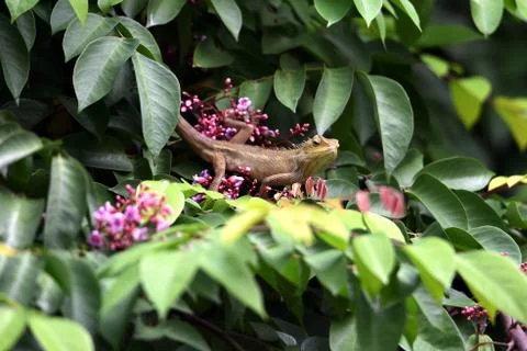 Chameleon Stock Photos