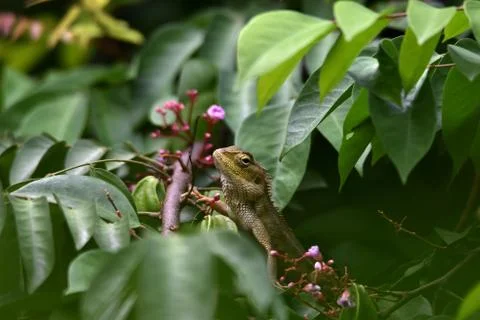 Chameleon Stock Photos