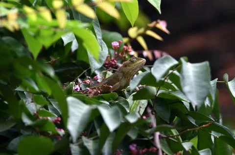 Chameleon Stock Photos