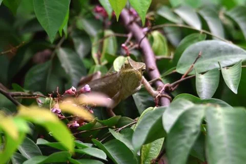 Chameleon Stock Photos
