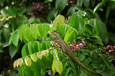 Chameleon Stock Photos