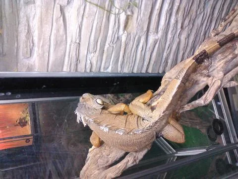 Chameleon Foto stock
