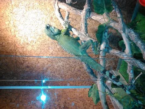 Chameleon Foto stock