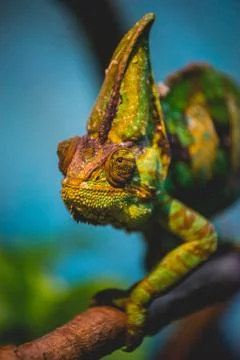 Chameleon Stock Photos