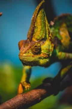 Chameleon Stock Photos