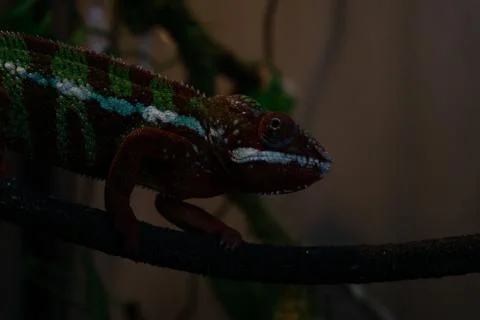 Chameleon Stock Photos