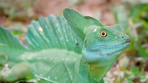 Chameleon Stock Photos