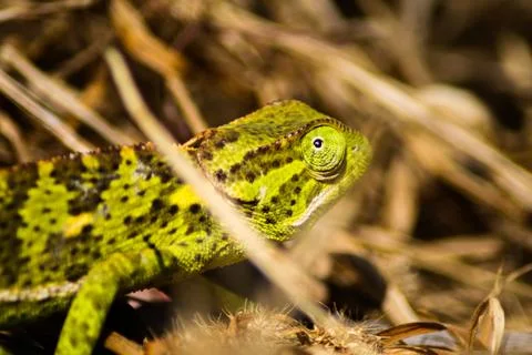 Chameleon Stock Photos