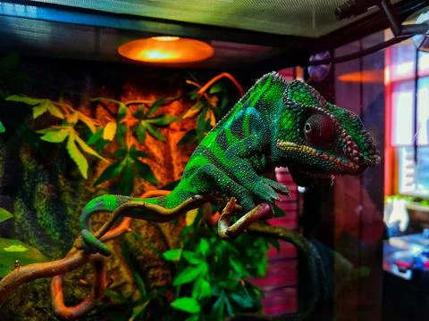 Chameleon Stock Photos