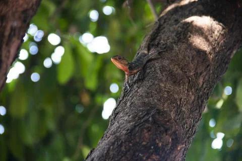 The chameleon Stock Photos