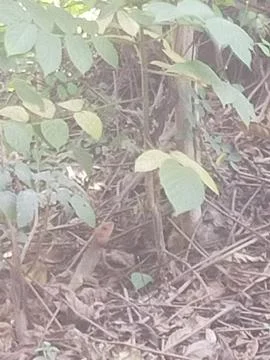 Chameleon Fotos de archivo