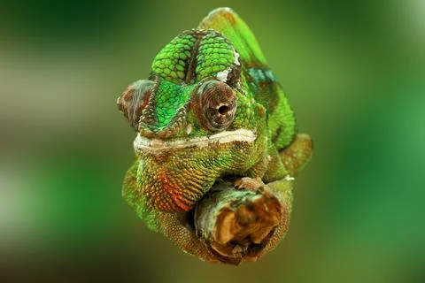 Chameleon Stock Photos