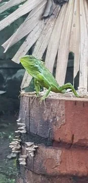 Chameleon Fotos de archivo