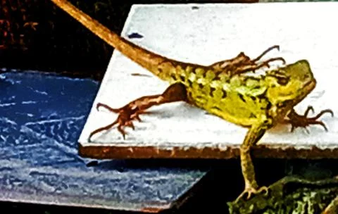 Chameleon Stock Photos