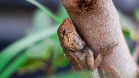 Chameleon 库存照片