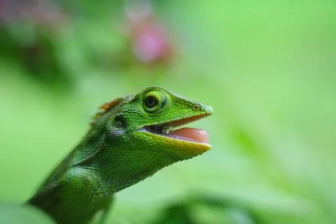Chameleon Stock Photos