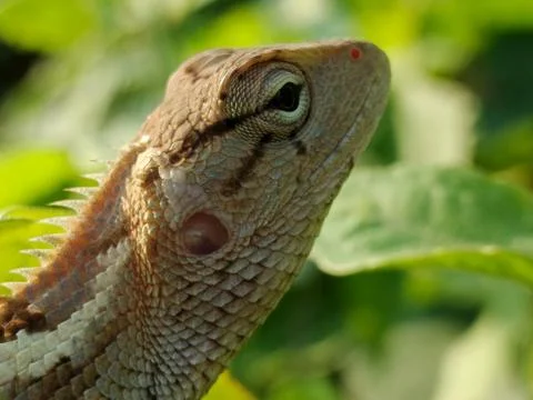 Chameleon Stock Photos