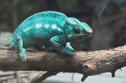 Chameleon Stock Photos