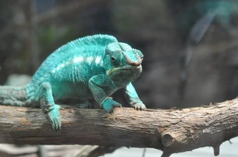Chameleon Foto stock