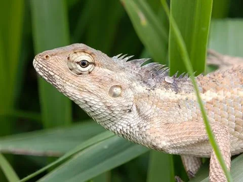 Chameleon Stock Photos