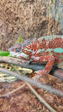 Chameleon Stock Photos